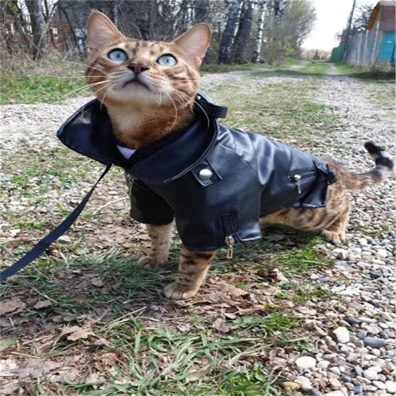 Chic Eagle Dog Jacket