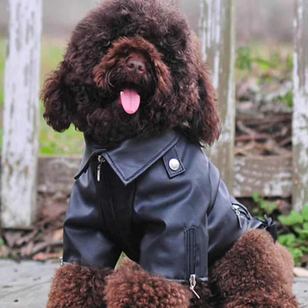 Chic Eagle Dog Jacket