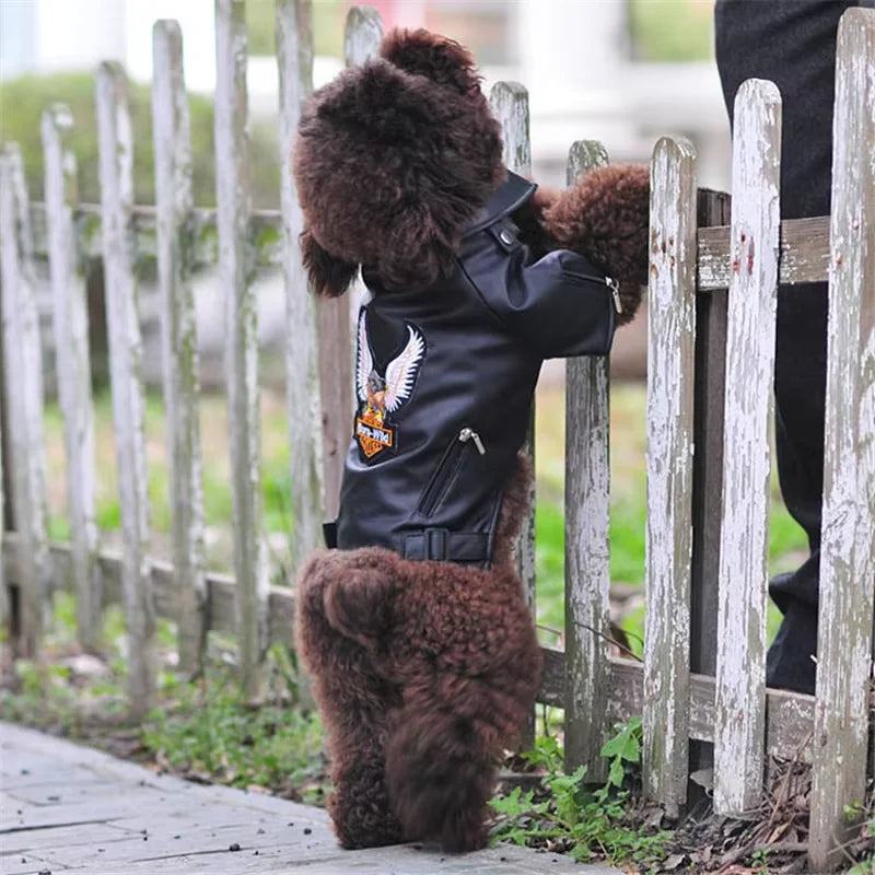 Chic Eagle Dog Jacket