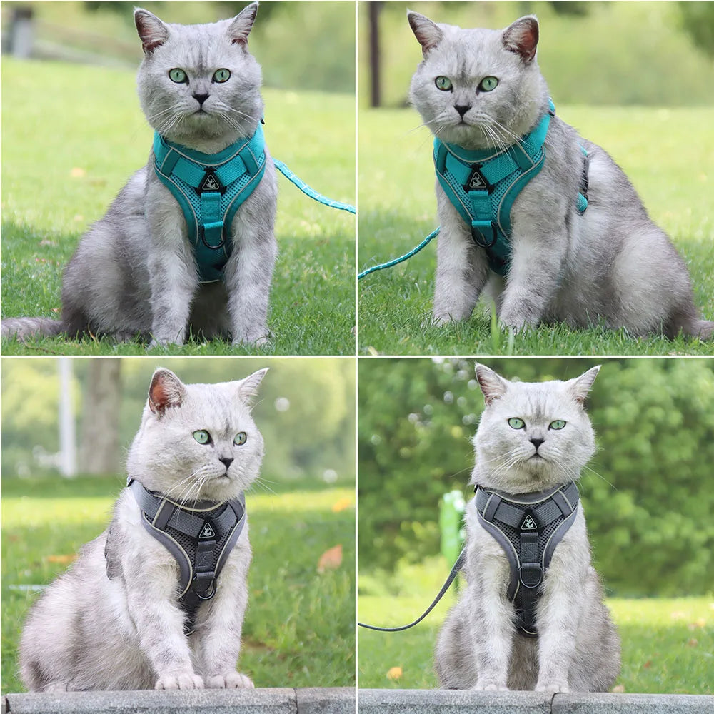 Chic Harness & Leash Duo