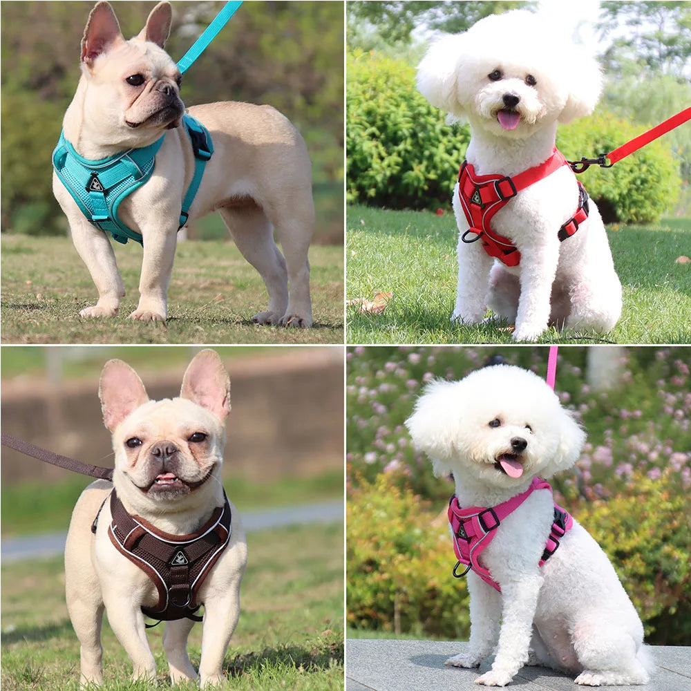 Chic Harness & Leash Duo