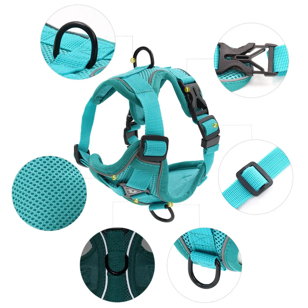 Chic Harness & Leash Duo